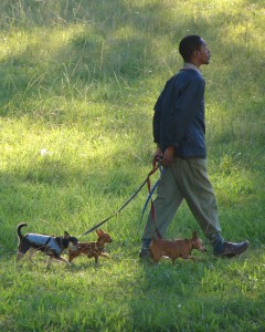 Man Walking Dogs in Park